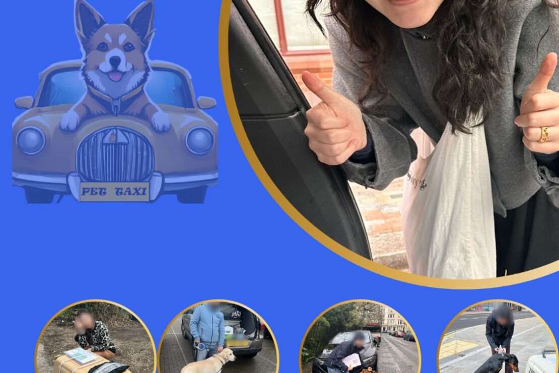  PetCab UK Where Every Ride is a Tail-Wagging Adventure in 2024