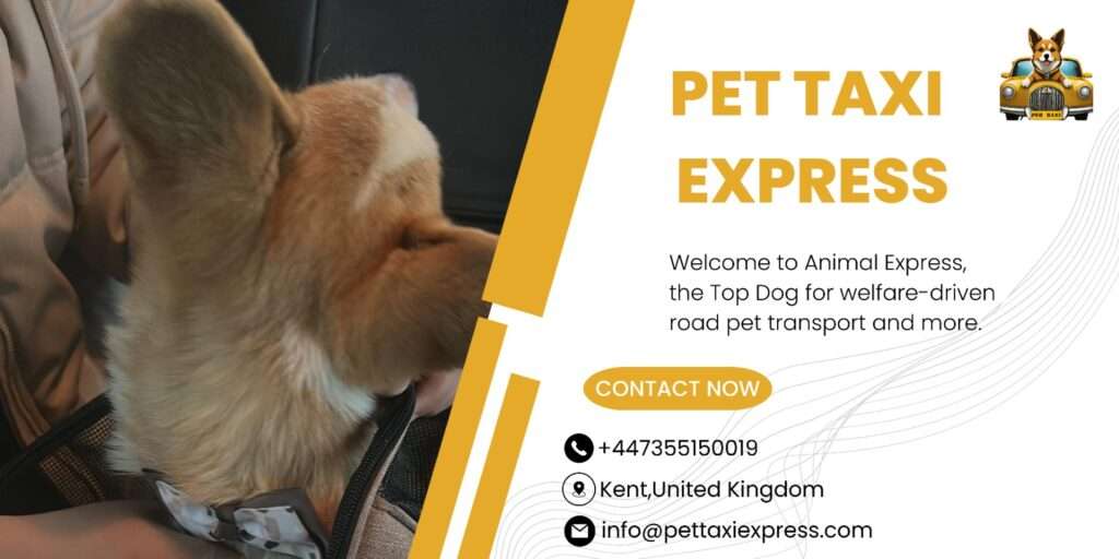 Pet Taxi Eurotunnel