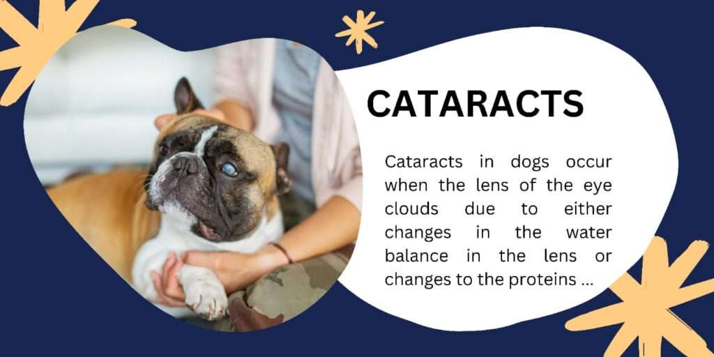 Cataracts in Dogs Recognize Signs & Seek Care in 2025