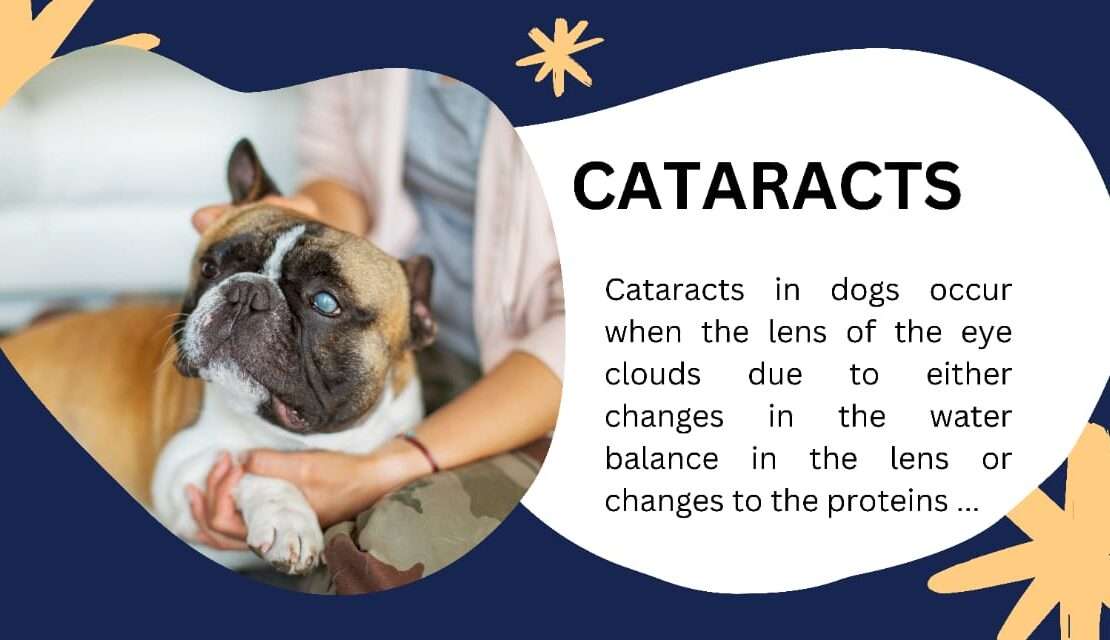  Cataracts in Dogs Recognize Signs & Seek Care in 2025