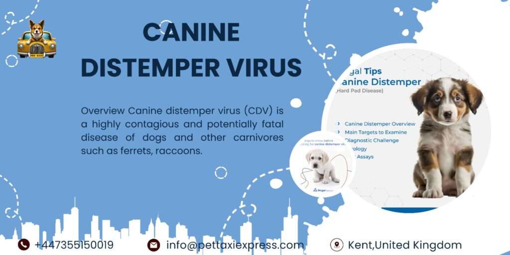 canine distemper