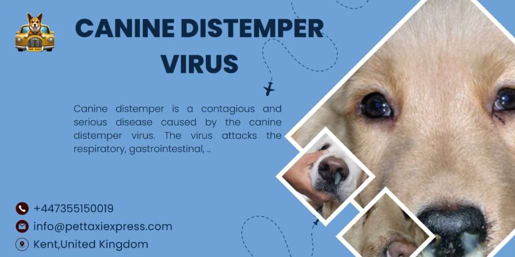 Canine Distemper 