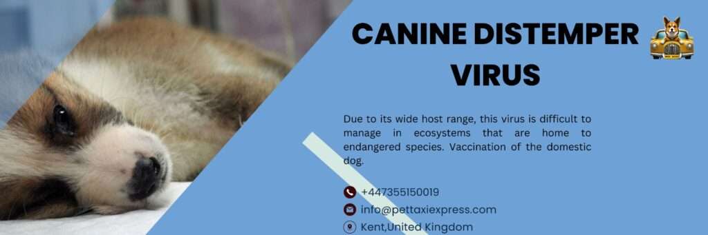 Is Your Dog Safe from Canine Distemper? Find Out in 2025!