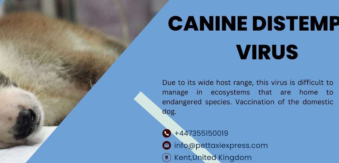  Canine Distemper in 2024: Best Way To Understand the Viral Disease in Dogs