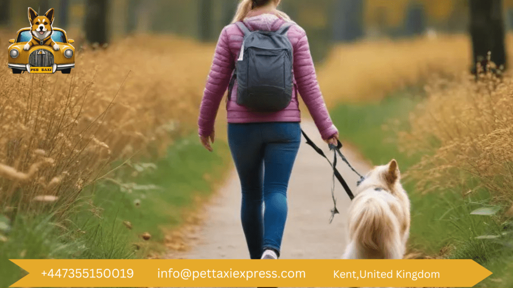 Person walking a dog on an autumn path with Pet Taxi Express logo and contact details.