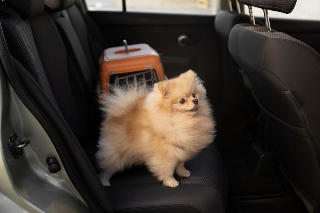 A fluffy Pomeranian dog stands on the back seat of a car, with a pet carrier placed behind it.