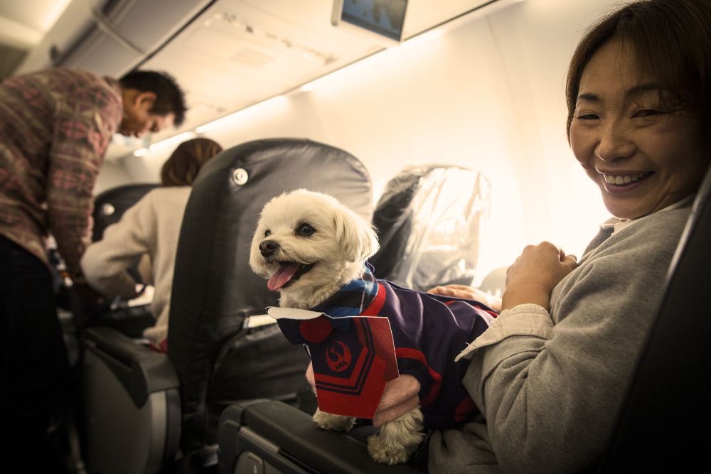 Airlines That Allow Pets in the Cabin from the UK