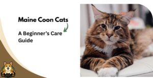 Maine Coon Cats A Beginner’s Care Guide