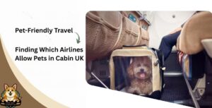 Pet-Friendly Travel Finding Which Airlines Allow Pets in Cabin UK