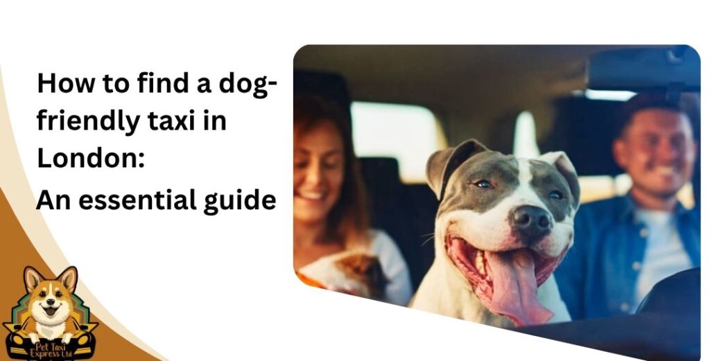 How to find a dog-friendly taxi in London An essential guide