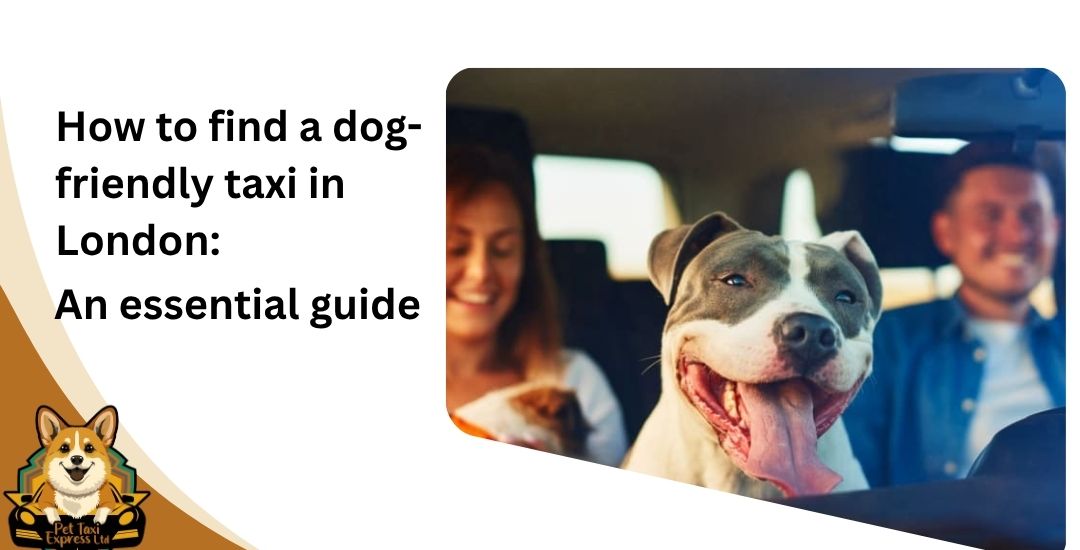 How to find a dog-friendly taxi in London An essential guide