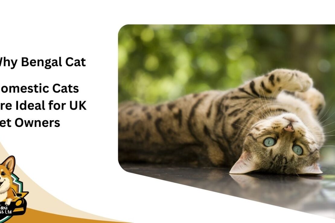  Why Bengal Cat Domestic Cats Are Ideal for UK Pet Owners