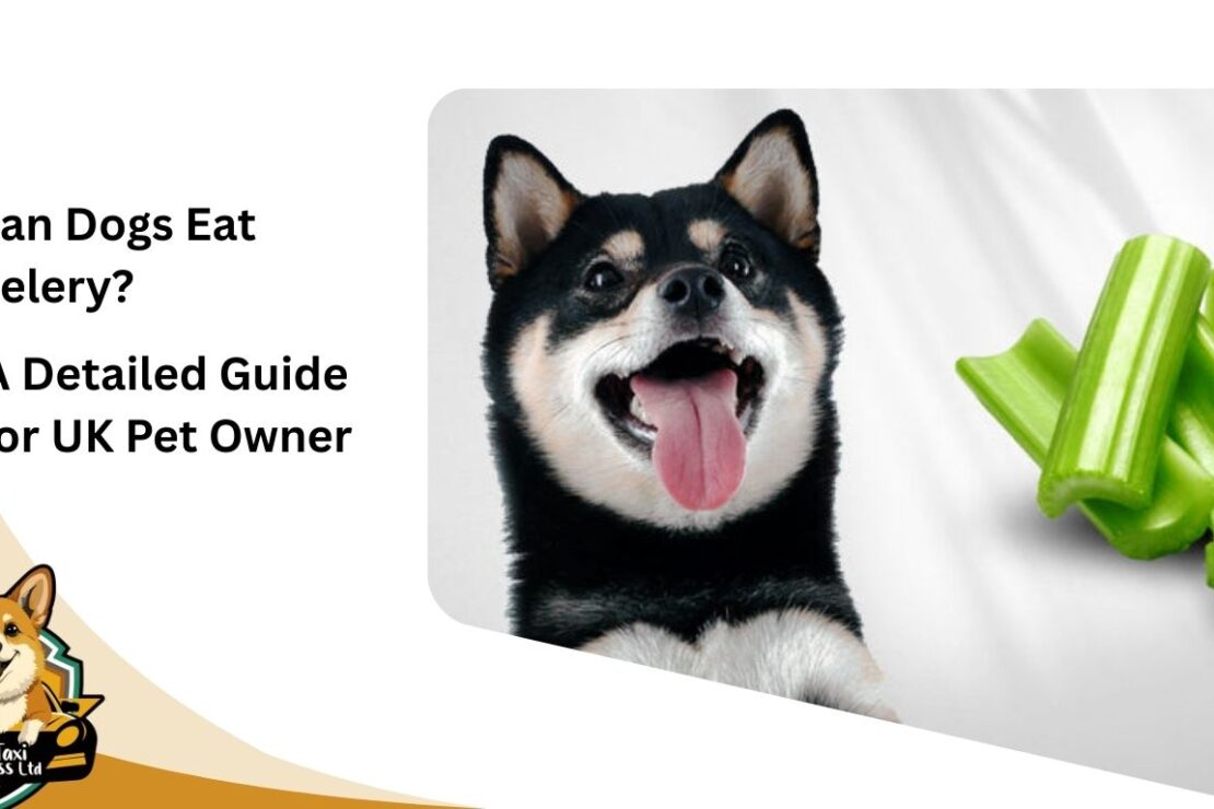 Can Dogs Eat Celery? A Detailed Guide for UK Pet Owner