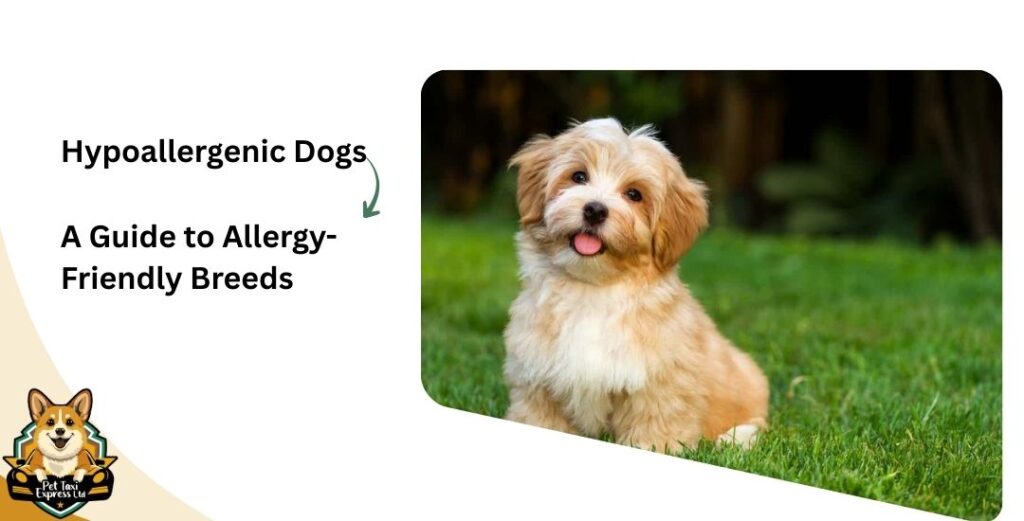 Hypoallergenic Dogs