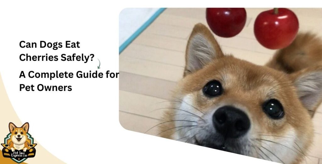 Can Dogs Eat Cherries Safely? A Complete Guide for Pet Owners