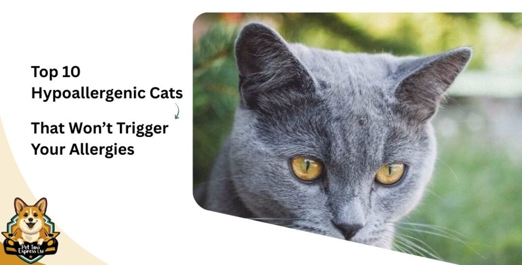 Top 10 Hypoallergenic Cats That Won’t Trigger Your Allergies