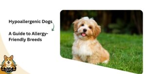Hypoallergenic Dogs