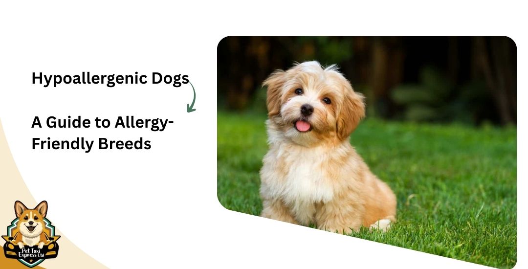 Hypoallergenic Dogs
