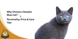 Why Choose a Russian Blue Cat? Personality, Price & Care Tips