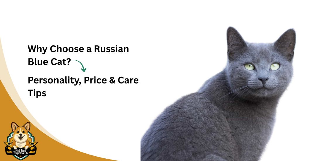 Why Choose a Russian Blue Cat? Personality, Price & Care Tips