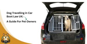 Dog Travelling in Car Boot Law UK: A Guide For Pet Owners