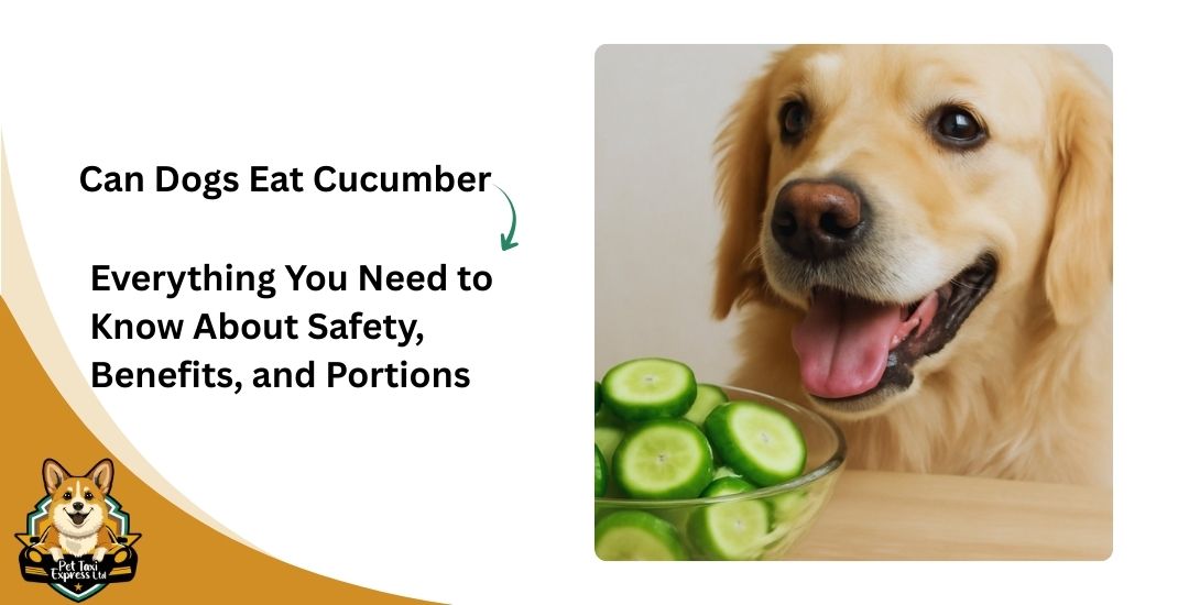 Can Dogs Eat Cucumber? Everything You Need to Know About Safety, Benefits, and Portions