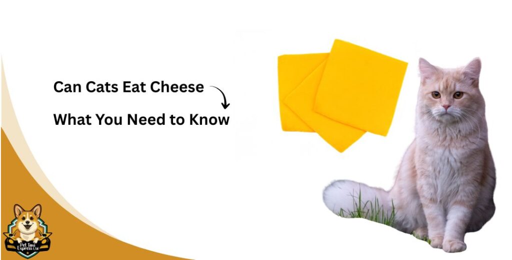 Can Cats Eat Cheese? What You Need to Know