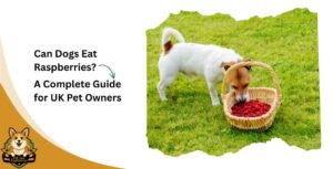 Can Dogs Eat Raspberries?