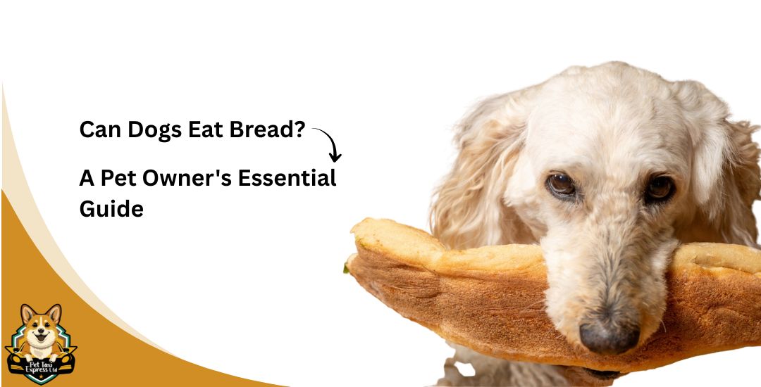  Can Dogs Eat Bread? A Pet Owner’s Essential Guide
