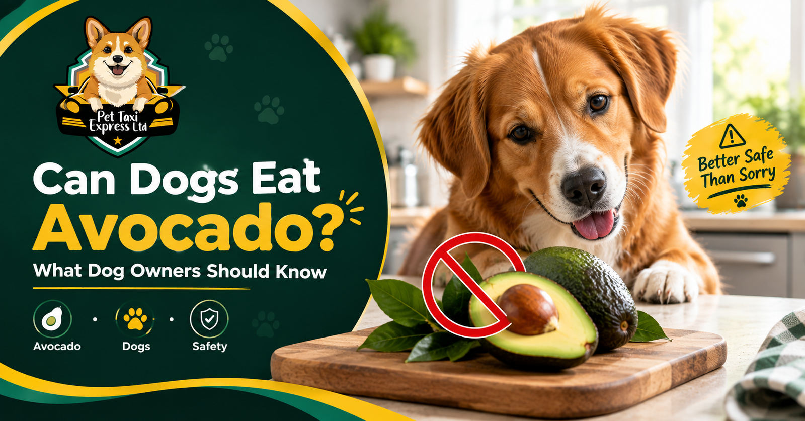 Can Dog Eat Avocado