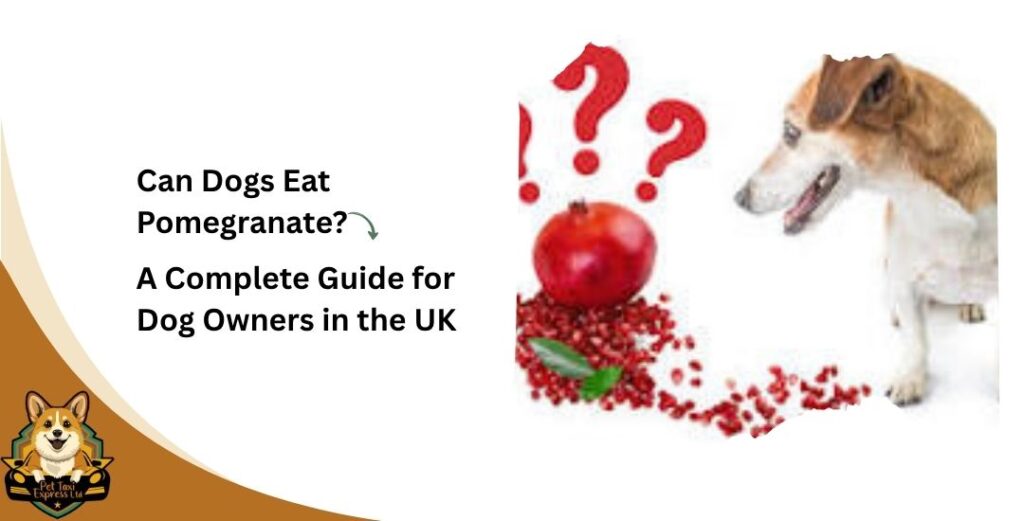 Can Dogs Eat Pomegranate? A Complete Guide for Dog Owners in the UK