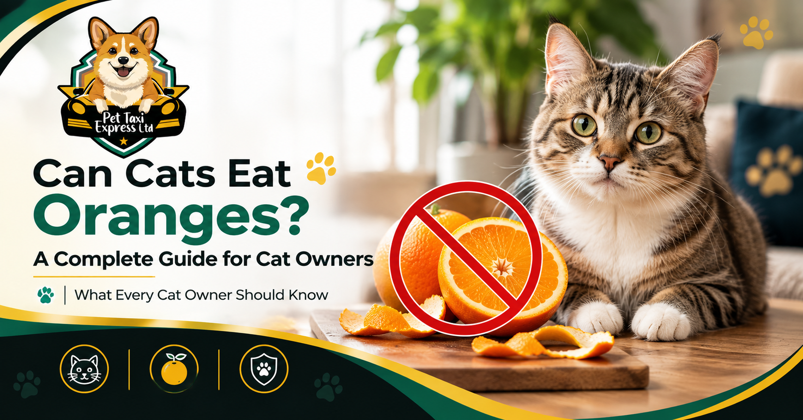 Can Cat Eat Oranges